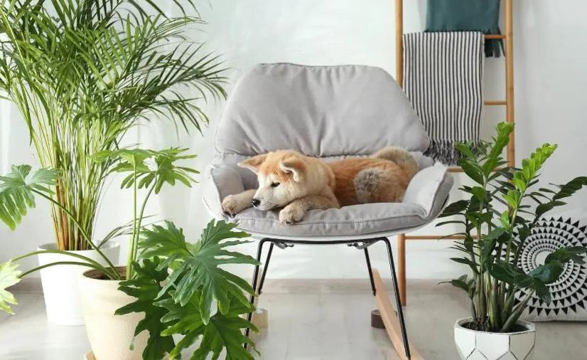 Pet Friendly House Plants - Plants By Post