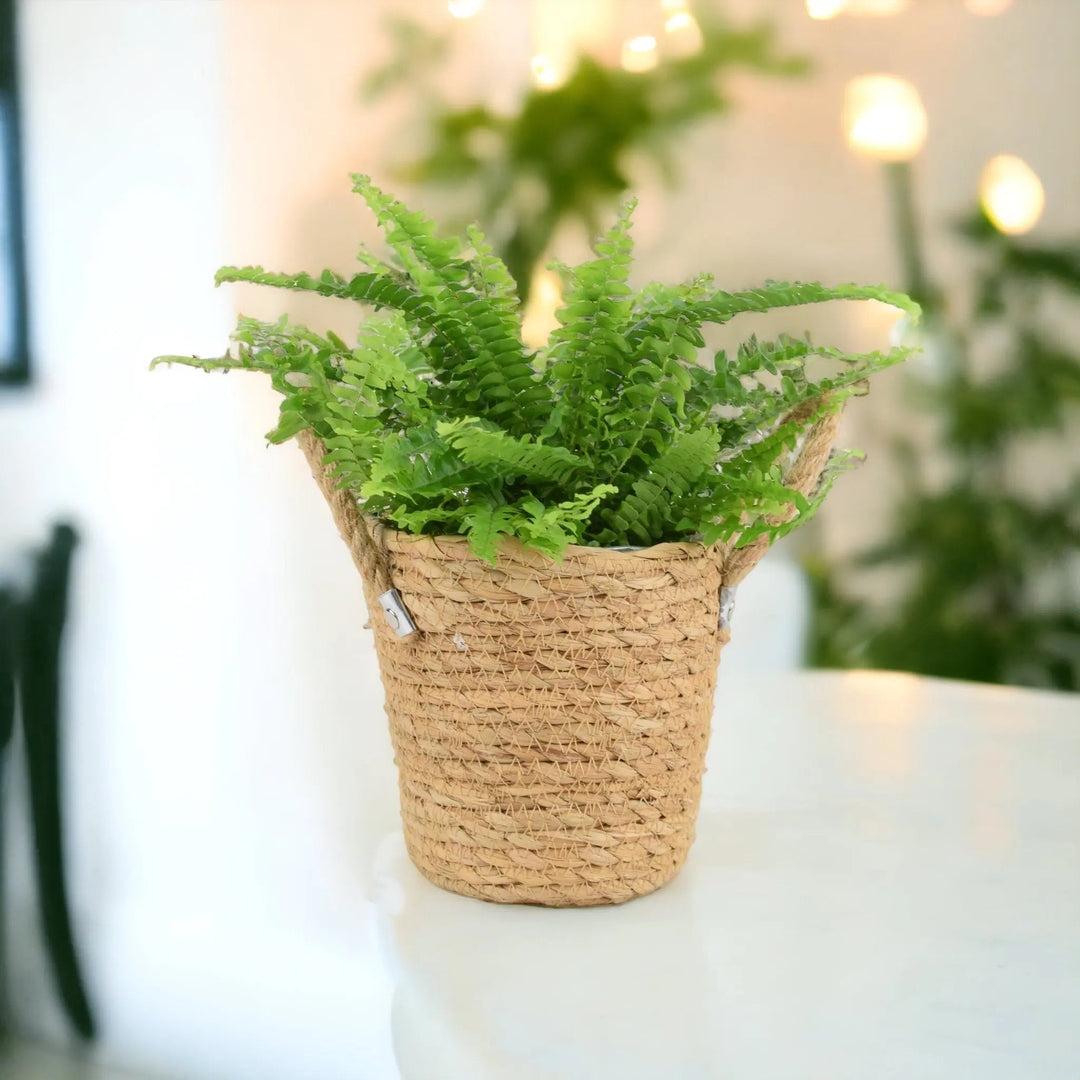 Boston Fern at Plants By Post