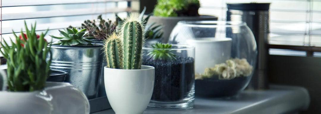 Succulents & Cactus - Plants By Post