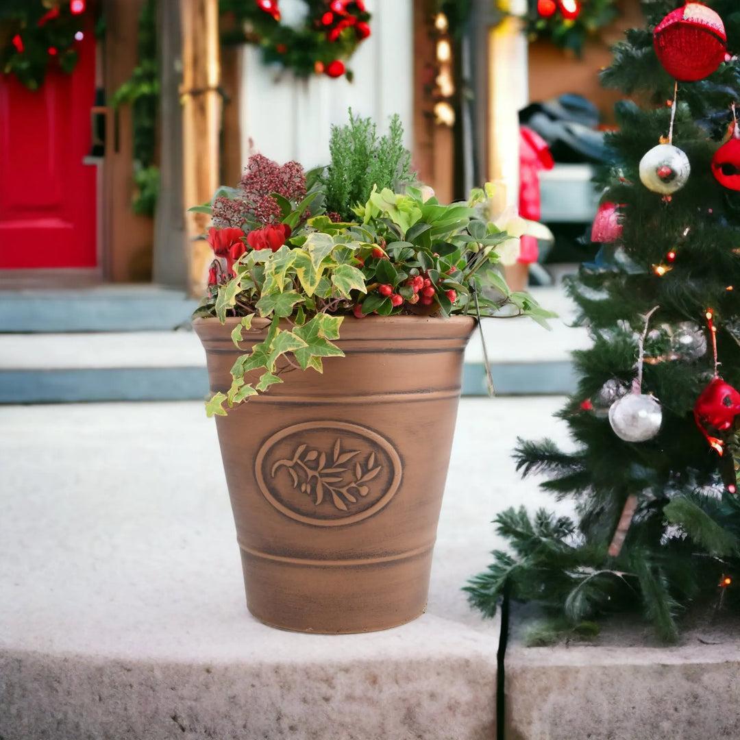 Christmas Outdoor Plant Gifts - Plants By Post