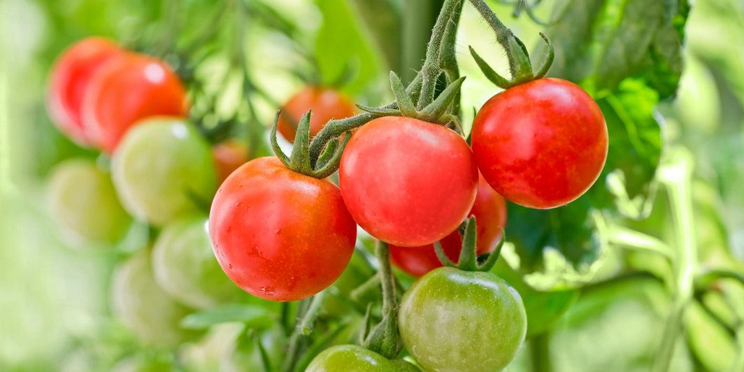 tomato plants delivered