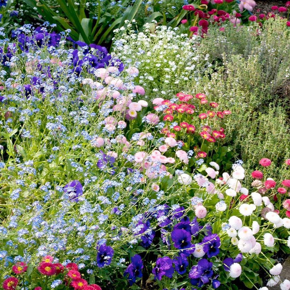 Pack Bedding Plants - Plants By Post