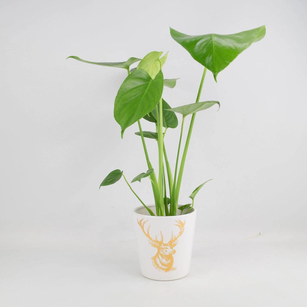 Monstera Cheese Plant in 12cm Gold Stag Ceramic Pot