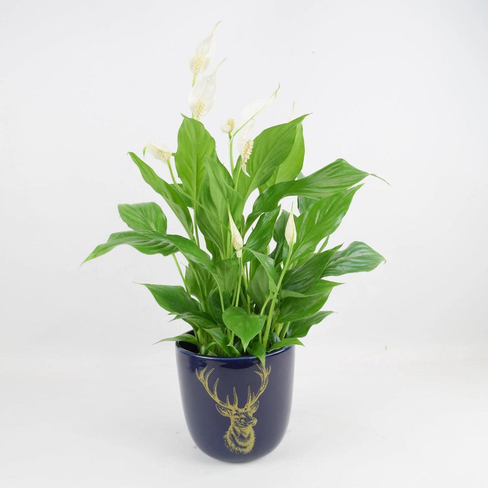 Spathiphyllum Peace Lily 12cm In Blue Stag Ceramic Pot