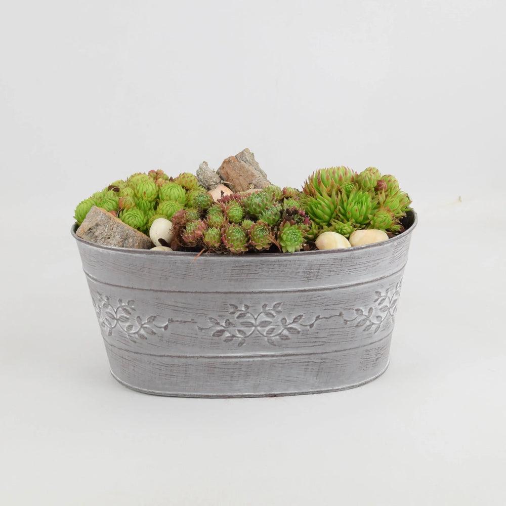 Sempervivum Leafy Vine Trough Planter Plants By Post