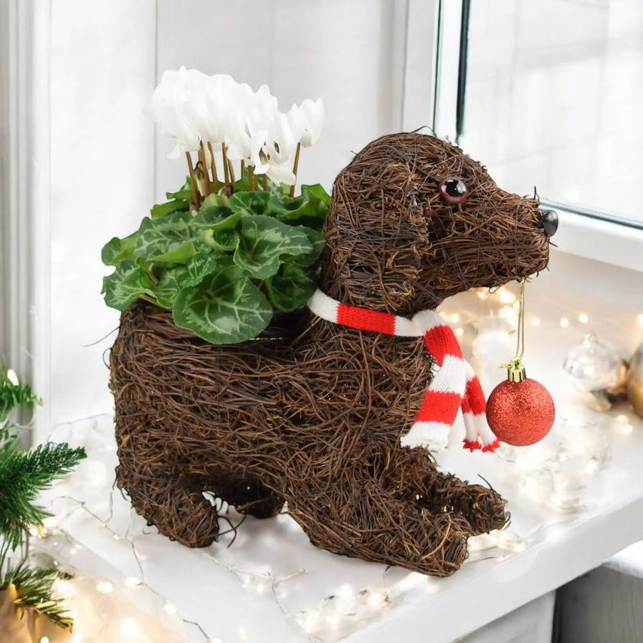 Dog & Bauble Christmas Planter With Cyclamen Plants By Post