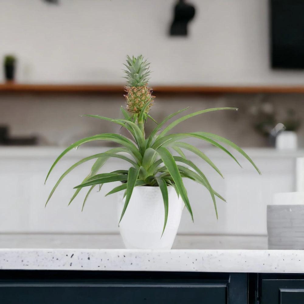 Pineapple in Sea Grass Basket Plants By Post