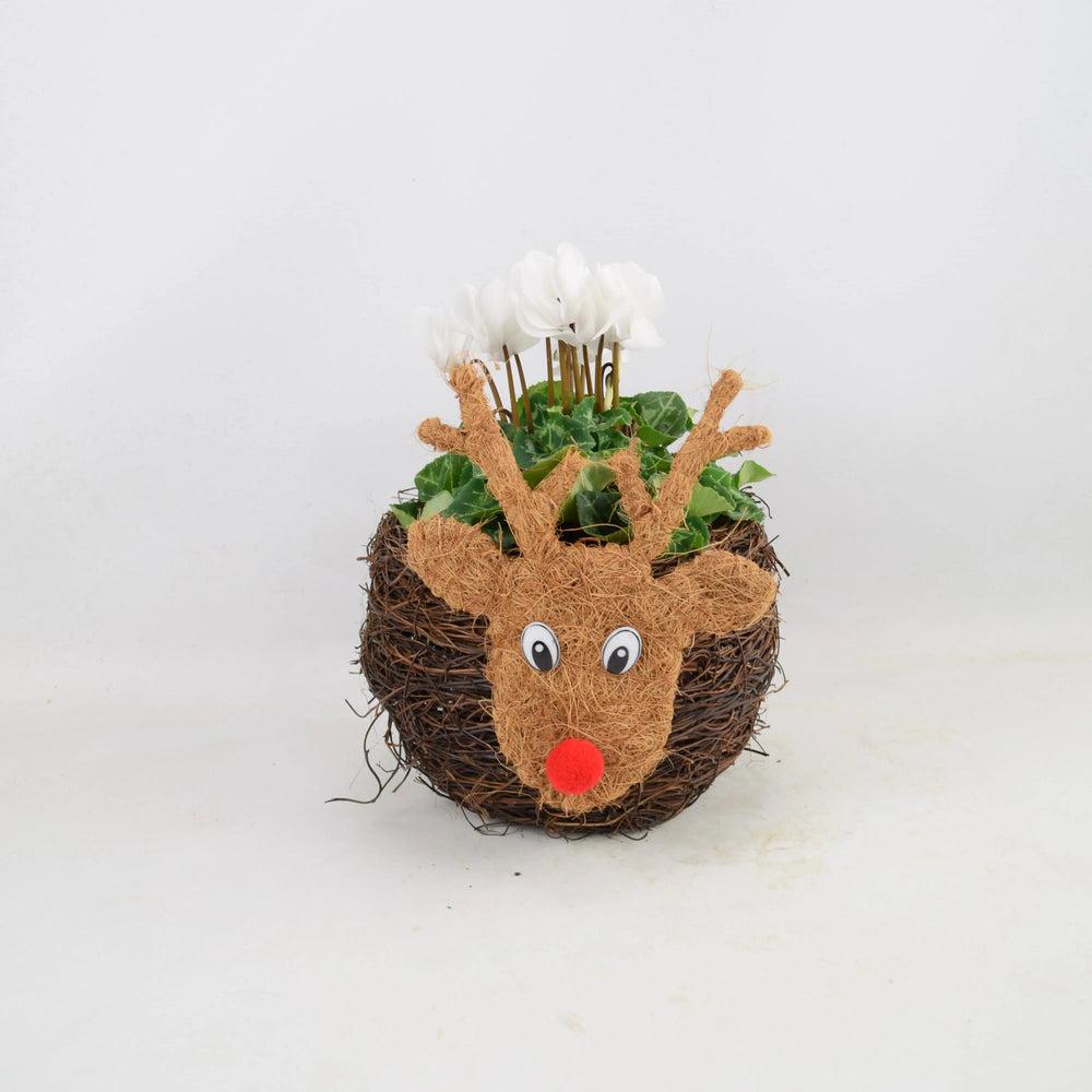 Reindeer Face Planter With Cyclamen Fargro