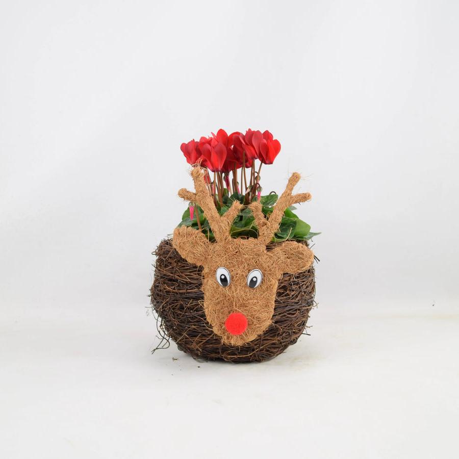 Reindeer Face Planter With Cyclamen Fargro