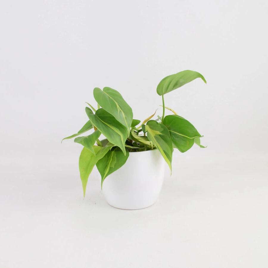 Philodendron Brasil 12cm Pot Plants By Post