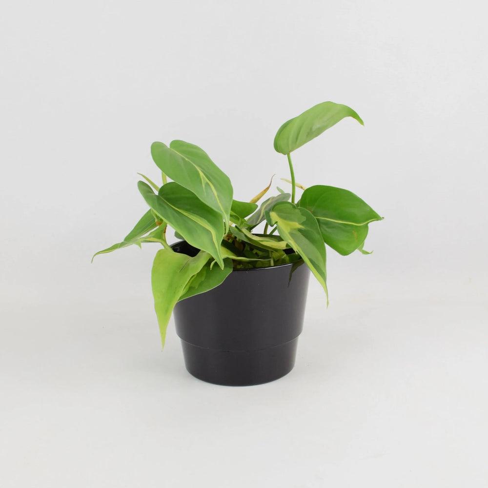 Philodendron Brasil 12cm Pot Plants By Post