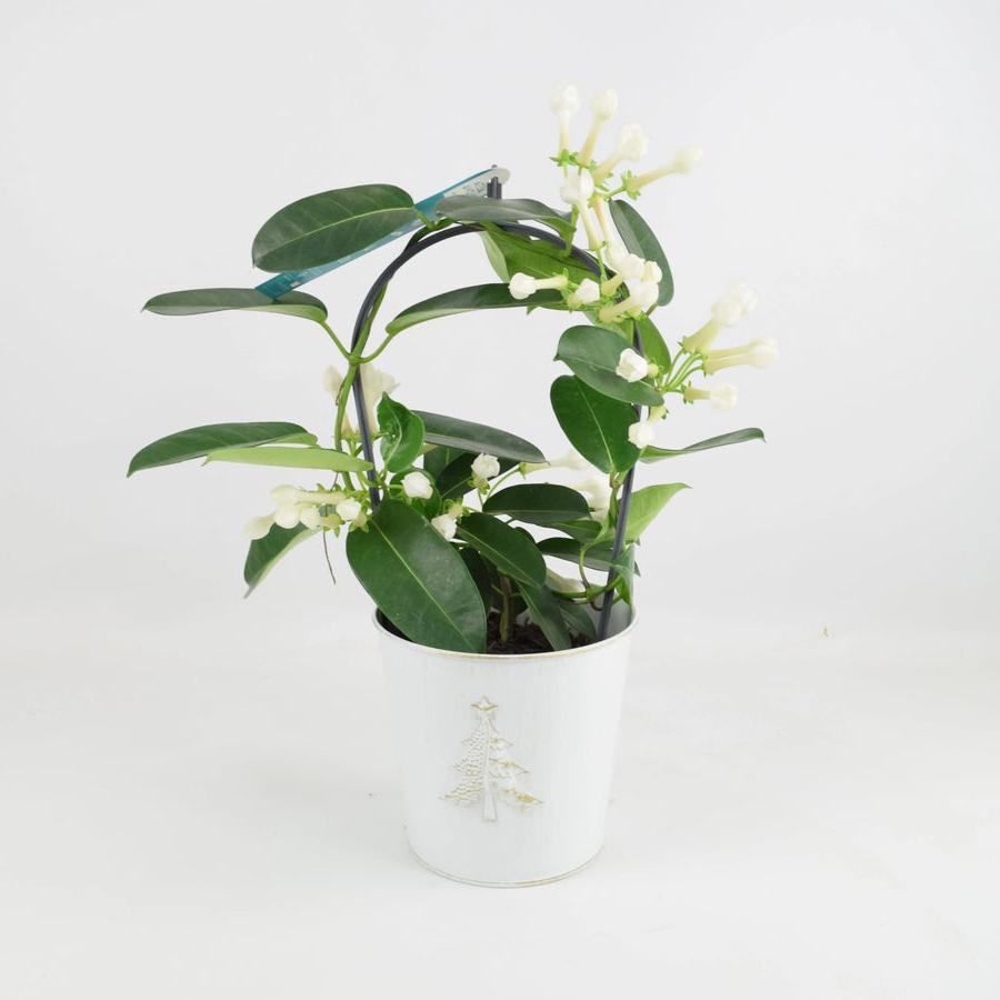 Stephanotis Floribunda Jasmine Hoop In Christmas Tree Zinc