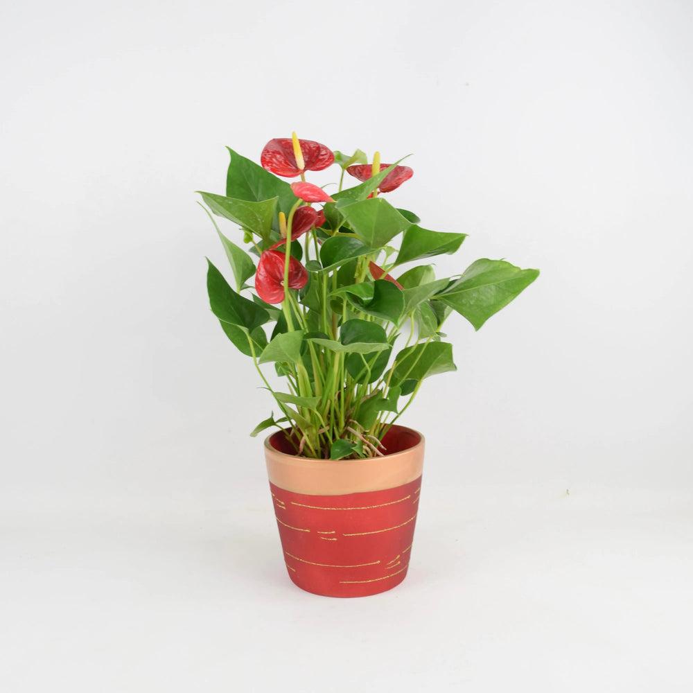 Anthurium Red Flamingo Flower 12cm Red & Gold Pot Gift