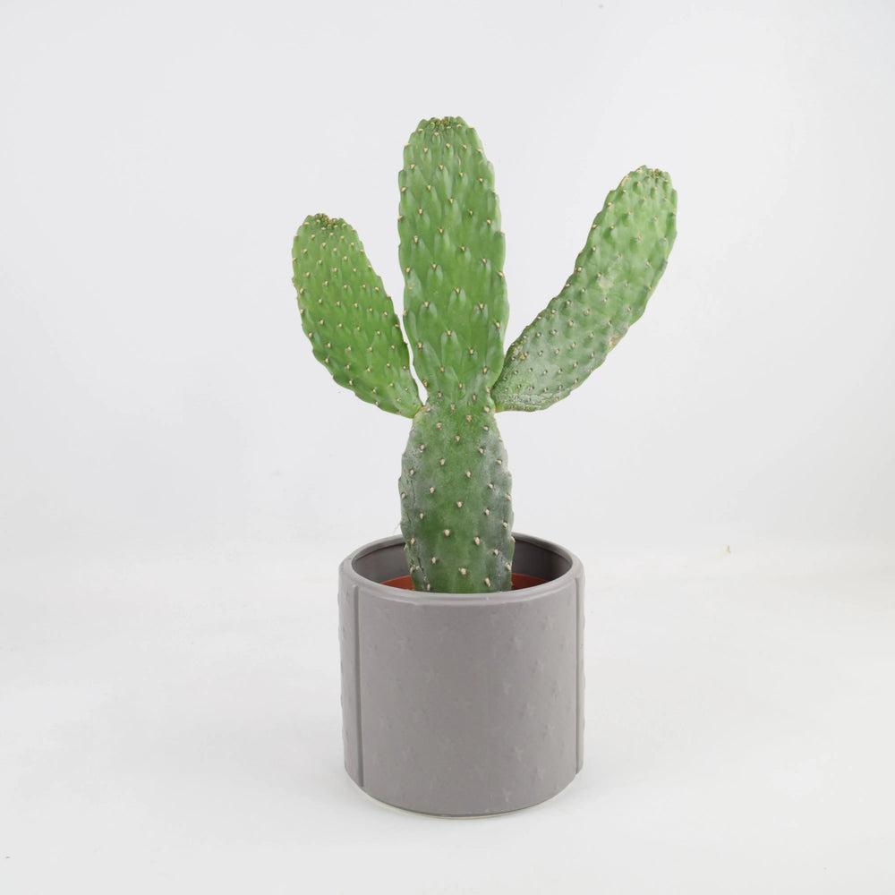 Cactus Consolea Rubescens In Grey Star Ceramic Pot Plants By Post