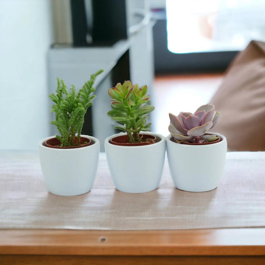 Trio of Succulents in 6cm White Ceramic Pots Plants By Post