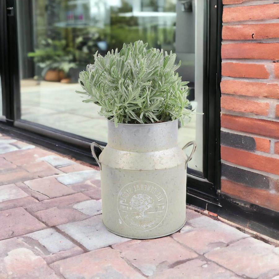 Lavender Augustifolia in Milk Churn Planter