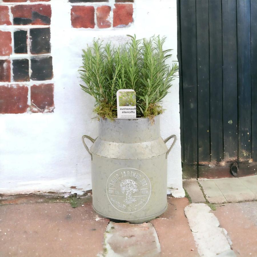 Rosemary Milk Churn Planter