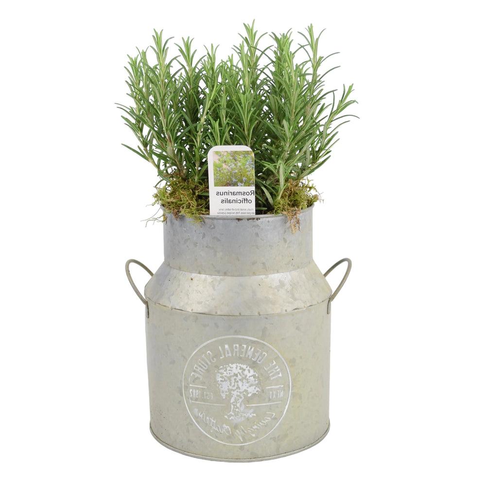 Rosemary Milk Churn Planter plants by post