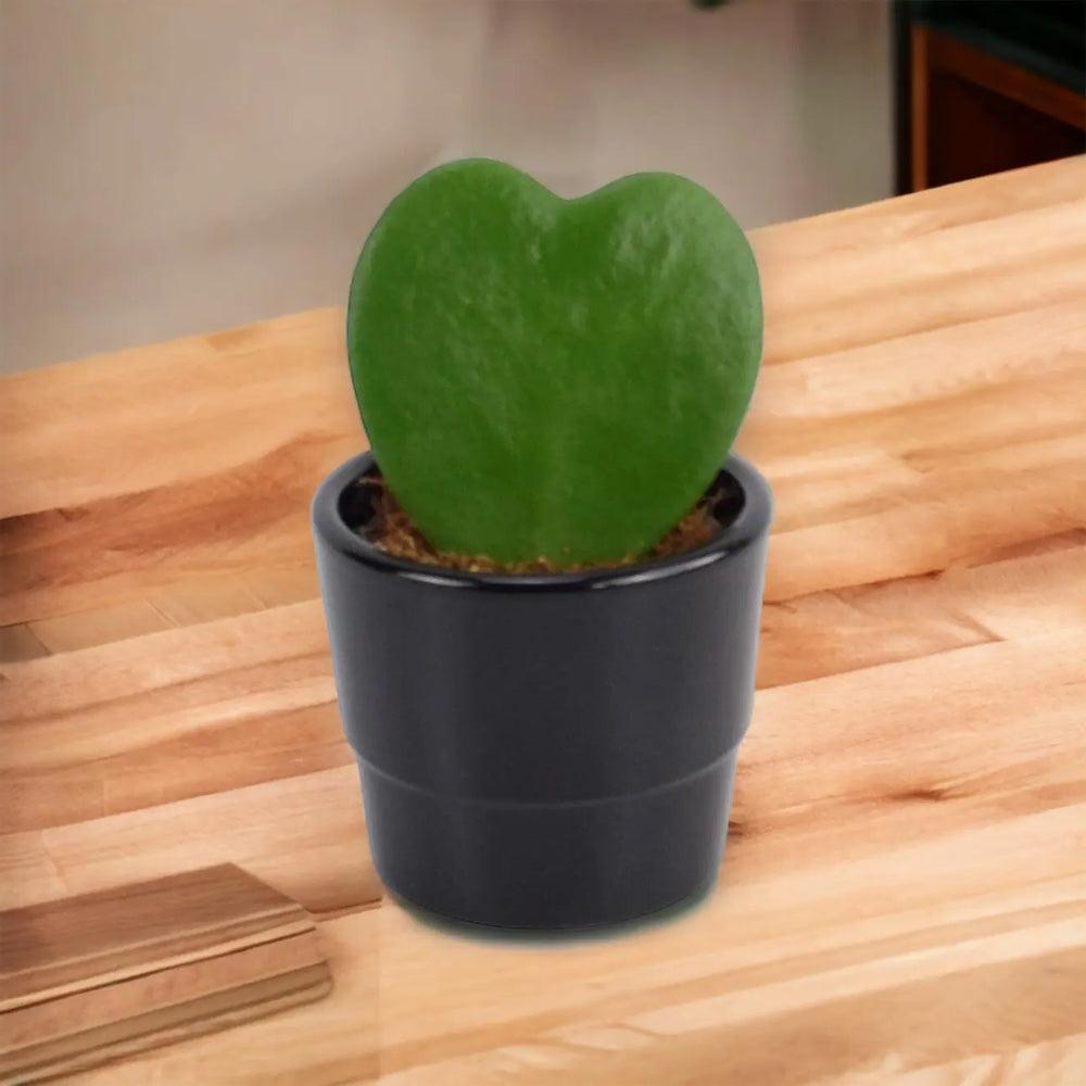 Hoya Kerrii Plant 6cm Pot Heart Shaped Succulent Plant Plants By Post