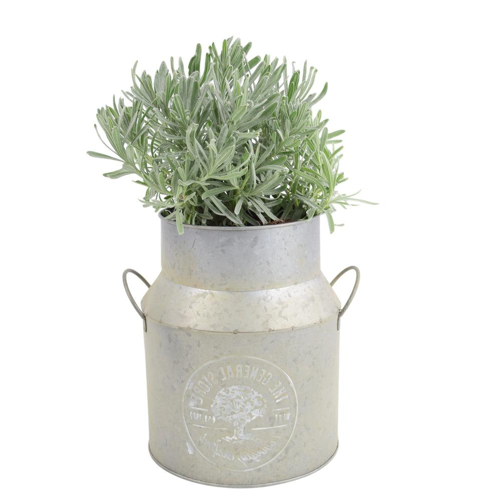 Lavender Augustifolia in Milk Churn Planter