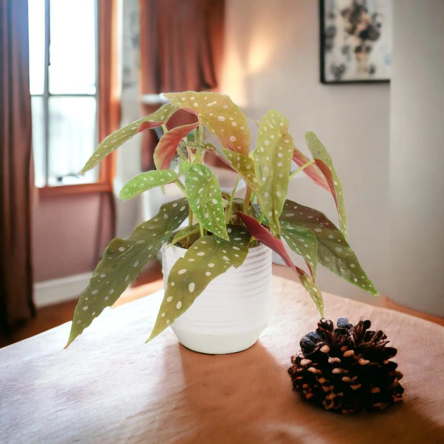 Begonia Maculata - Polka Dot Begonia 12cm