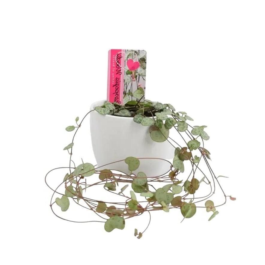 String Of Hearts 8.5cm White Ceramic Pot Plants By Post UK