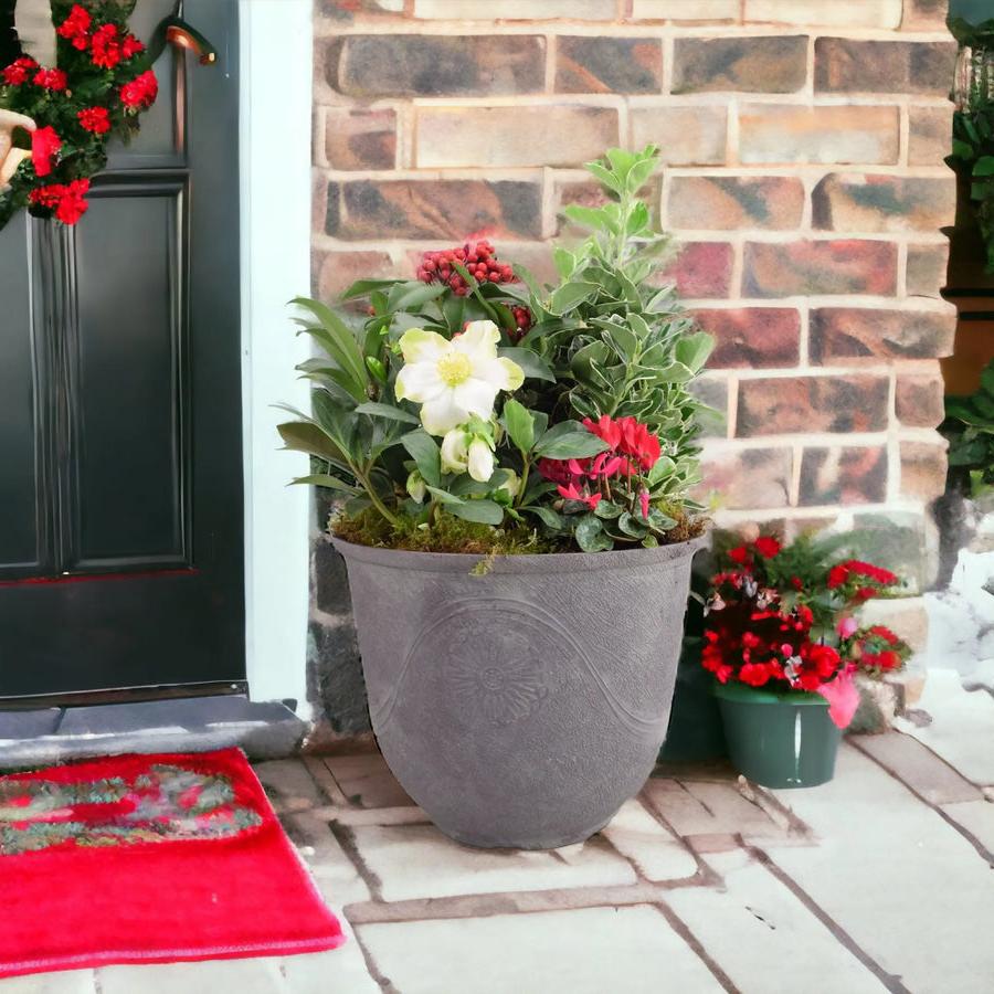 Festive Premium Planted Container