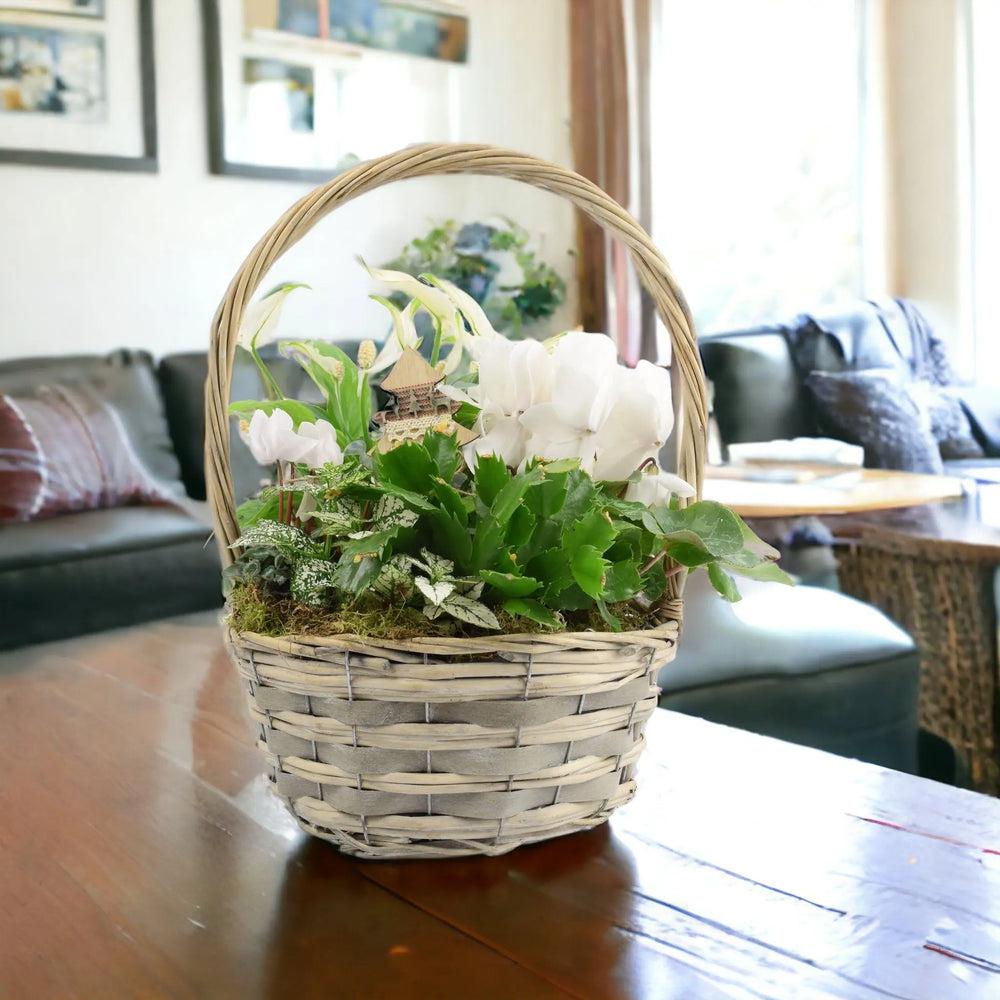 Christmas Indoor Large Planted White Basket