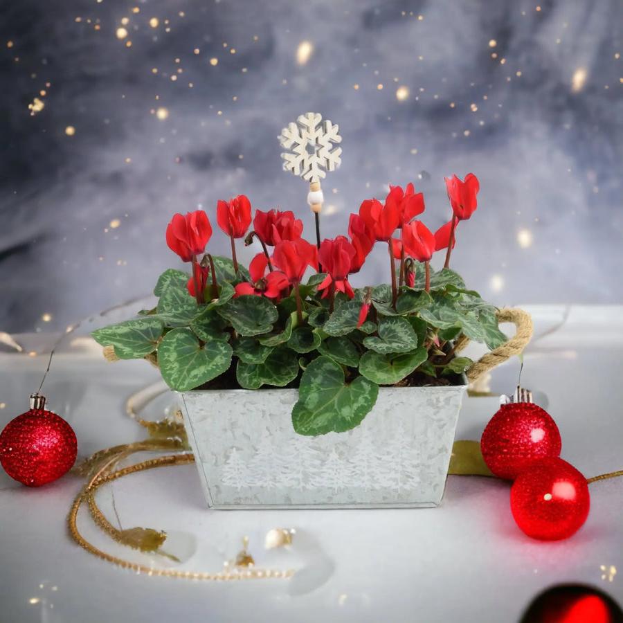 Cyclamen Red in Christmas Trough