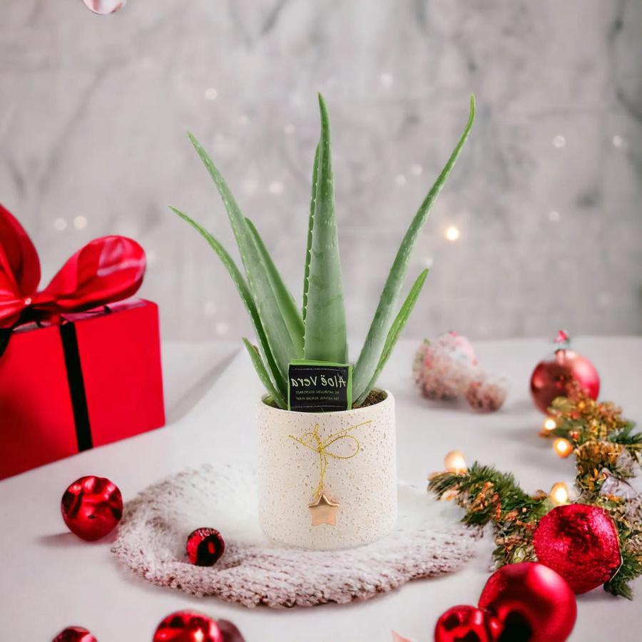 Aloe Vera Plant in 12cm Festive Mottled Ceramic Pot