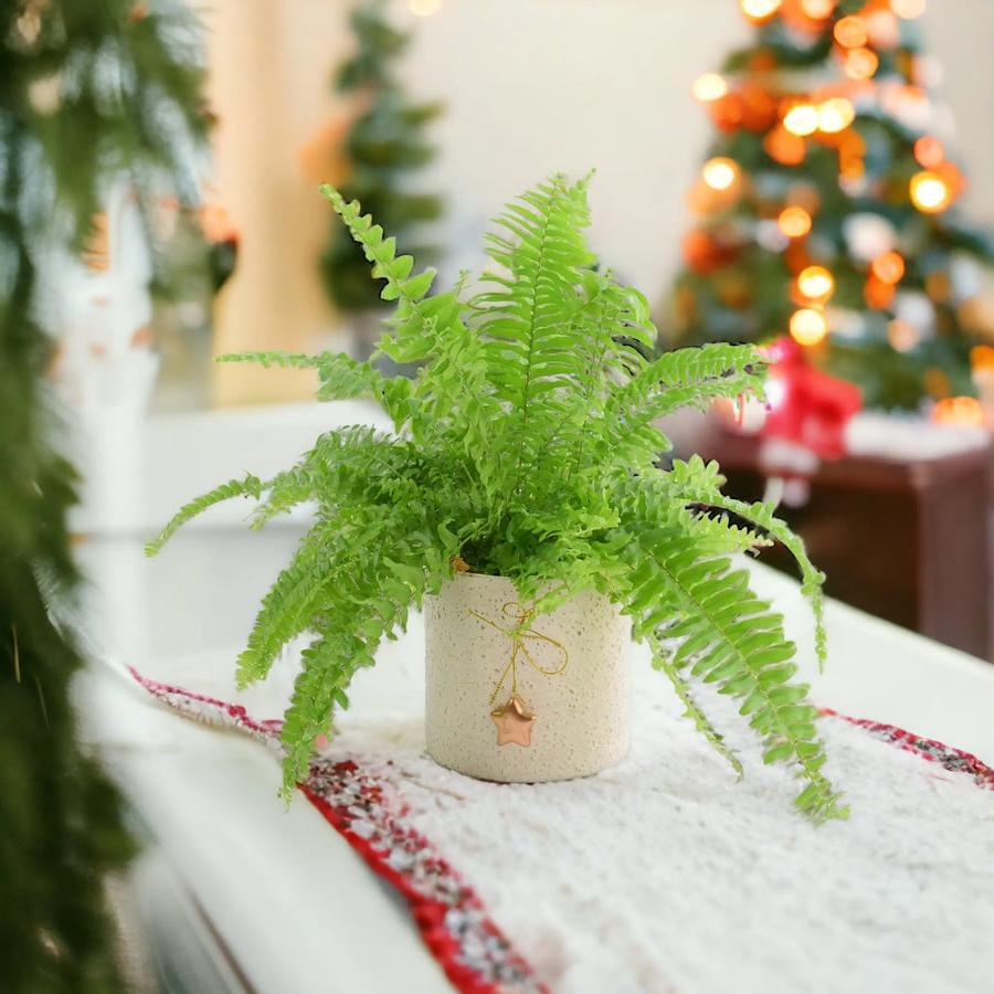 Boston Fern in 12cm Mottled Festive Pot Gift