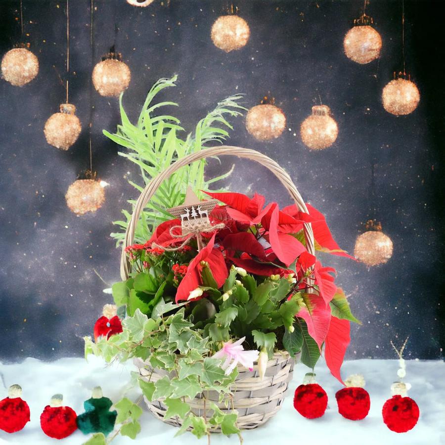 Christmas Indoor Large Planted Basket with Christmas Pick