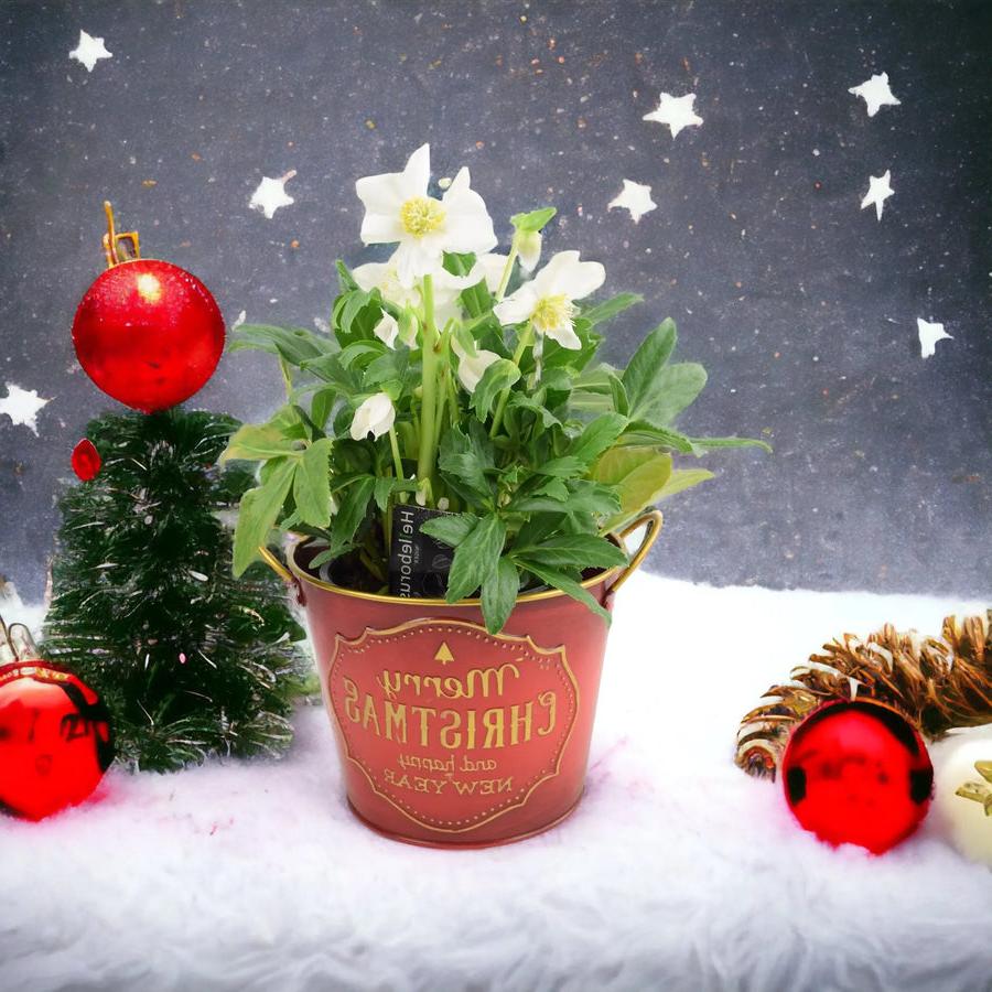 Hellebore Christmas Carol in 15cm Merry Christmas Pot Gift