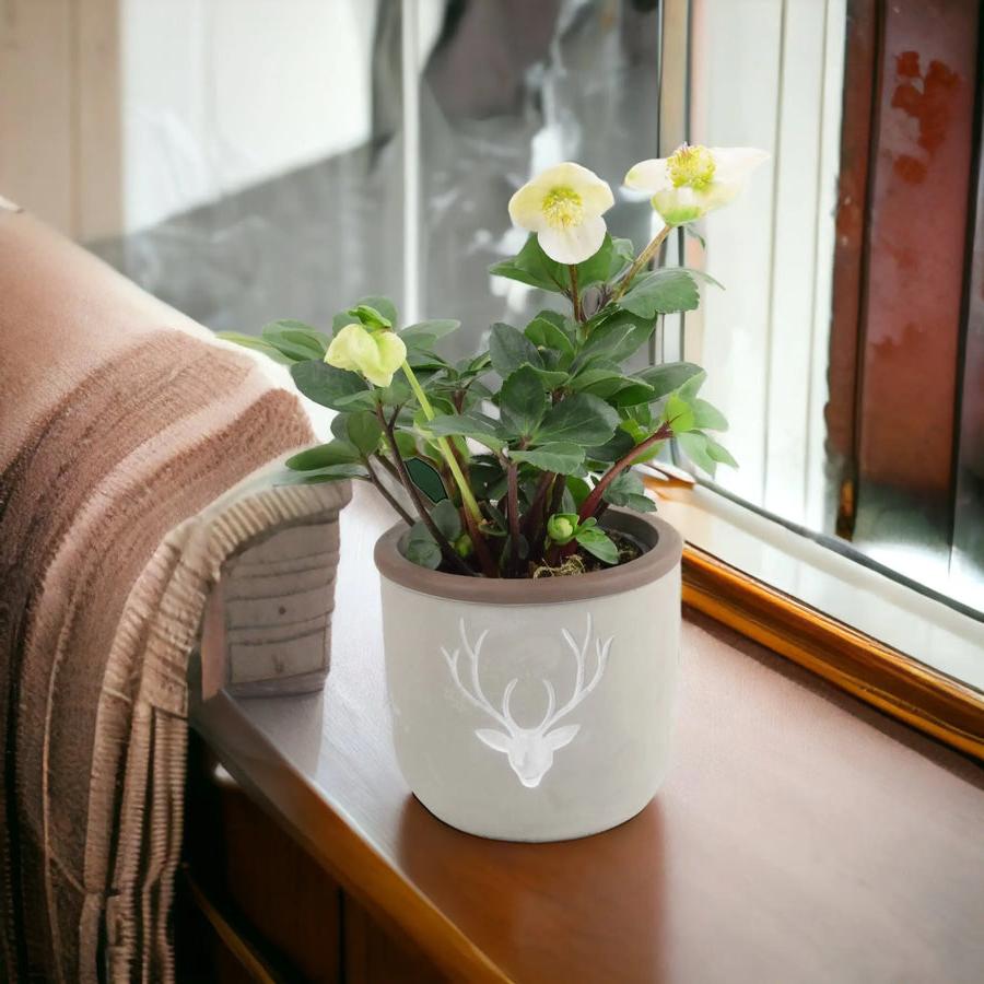 Hellebore in 12cm Concrete Stag Pot