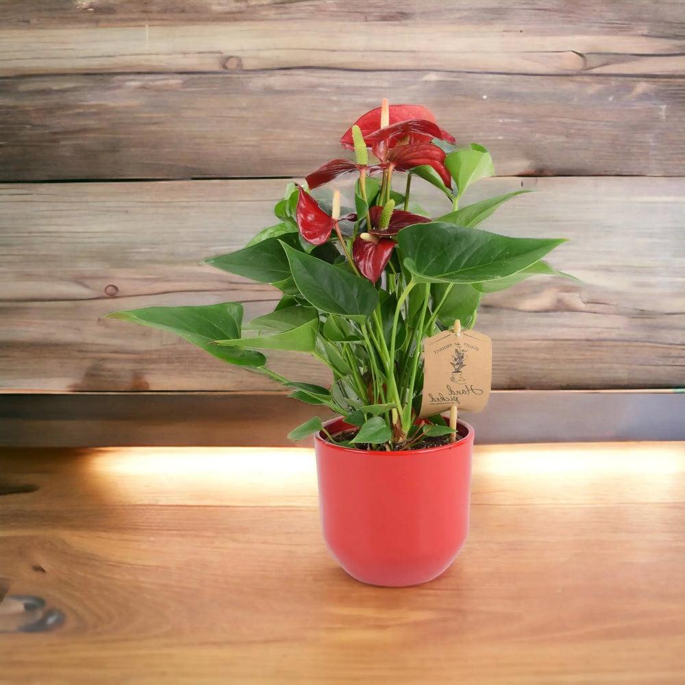 Anthurium Red Flamingo Flower 12cm Plants By Post