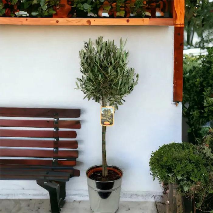 Olive Tree Large In Metal Bucket