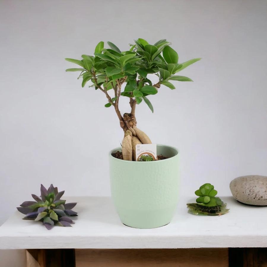 Ficus Ginseng 12cm