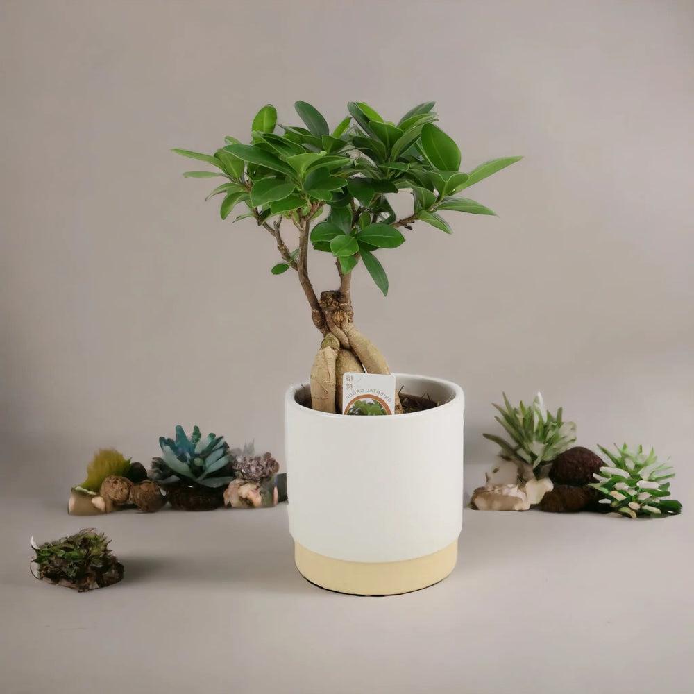 Ficus Ginseng 12cm