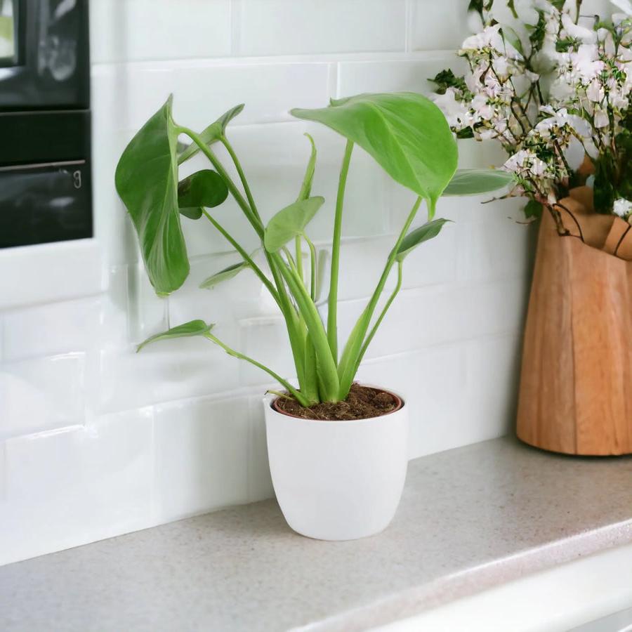 Monstera Deliciosa Cheese Plant 12cm In Peat Free Compost Plants By Post UK