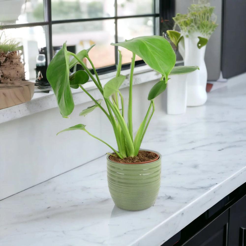 Monstera Deliciosa Cheese Plant 12cm In Peat Free Compost Plants By Post UK