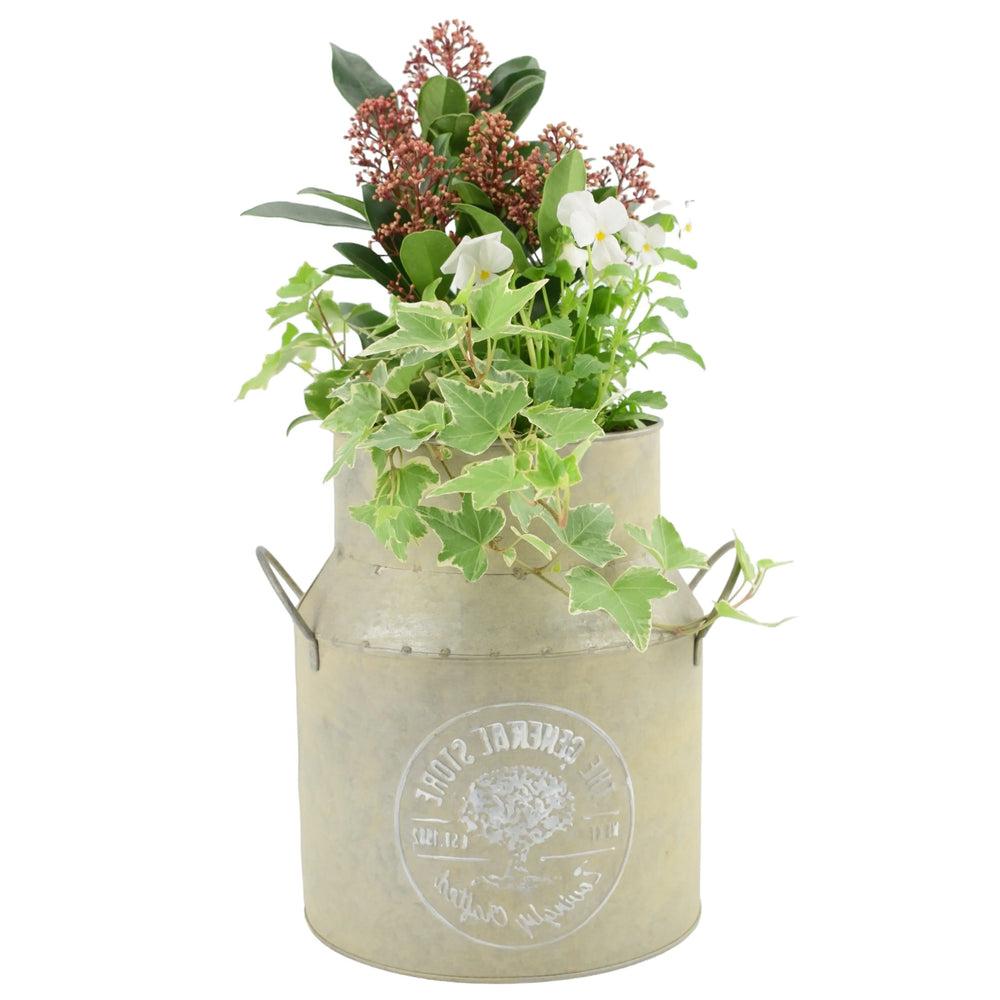 23cm Festive Outdoor Milk Churn Planter plants by post