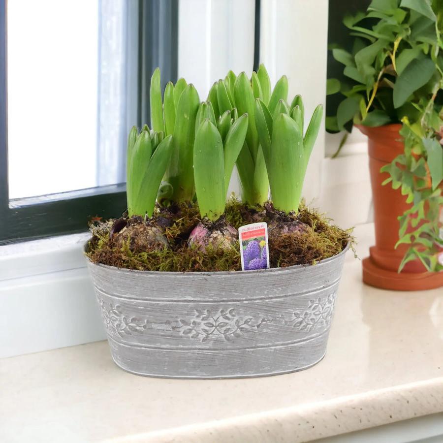 Hyacinth Leafy Vine Planted Trough x 5