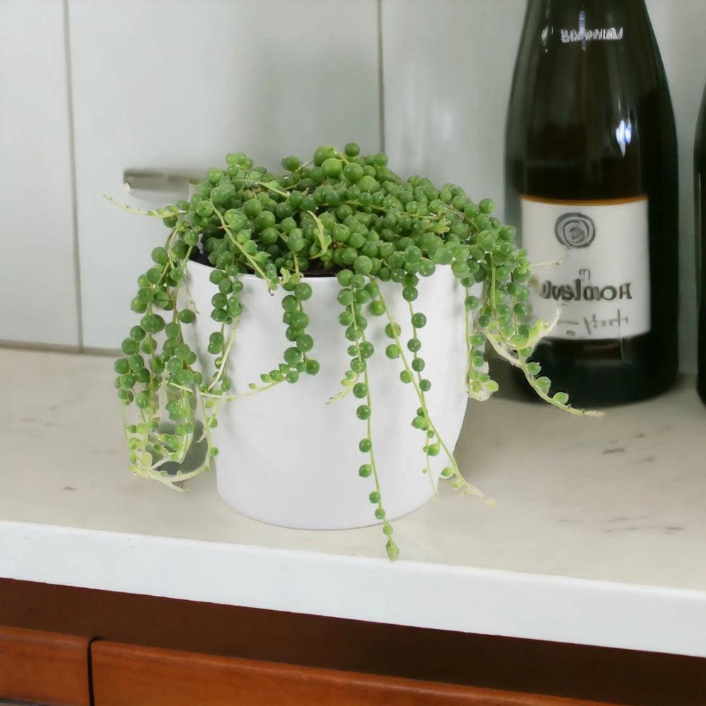 String Of Pearls (Senecio rowleyanus) 12cm