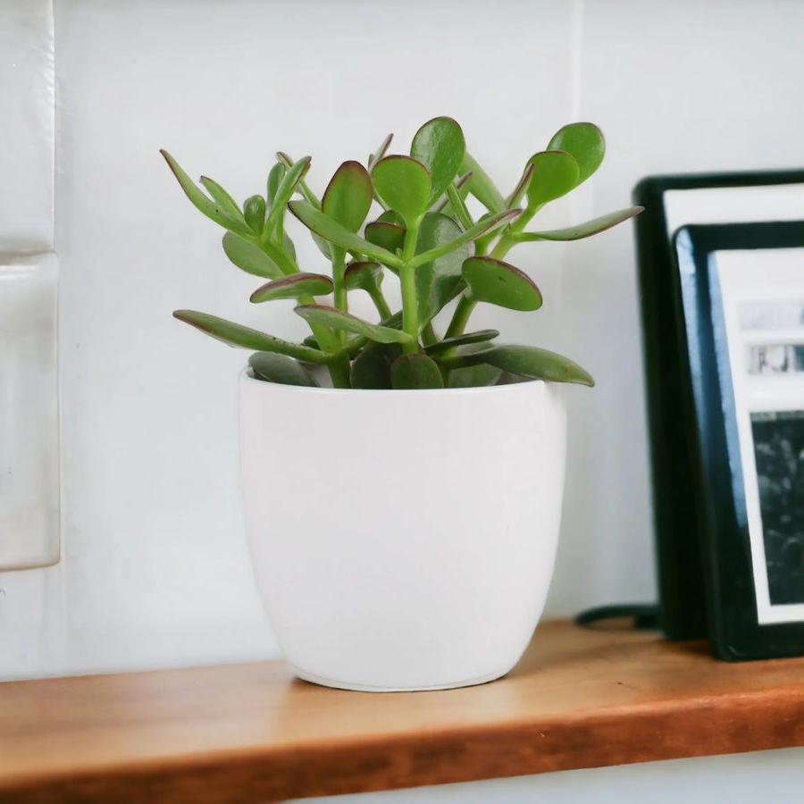 Crassula Money Plant 12cm Pot