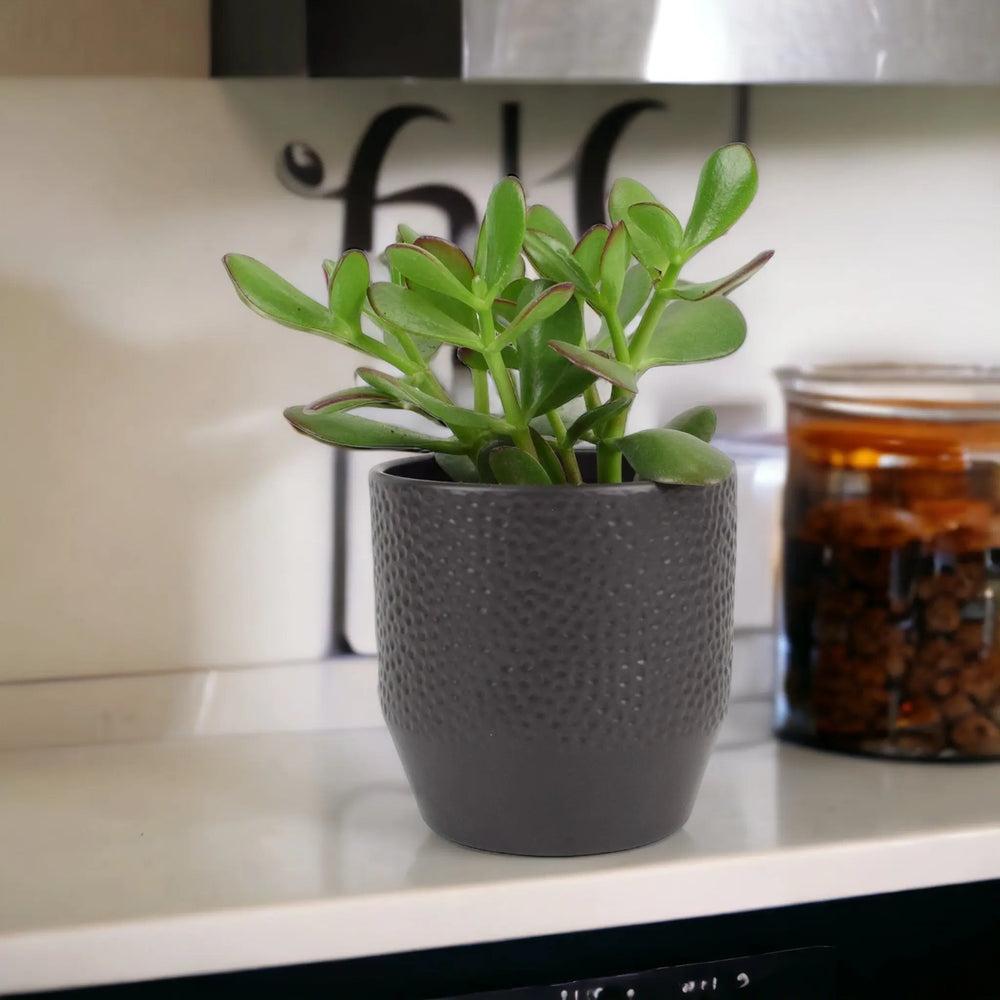 Crassula Money Plant 12cm Pot