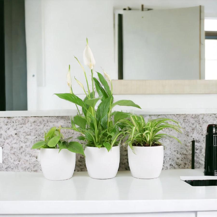 Bathroom Houseplant Collection