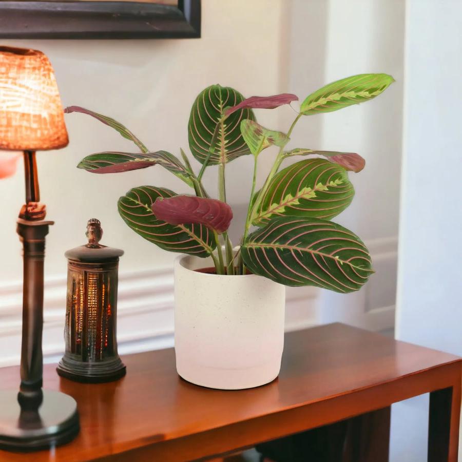 Maranta Leuconeura Prayer Plant 12cm