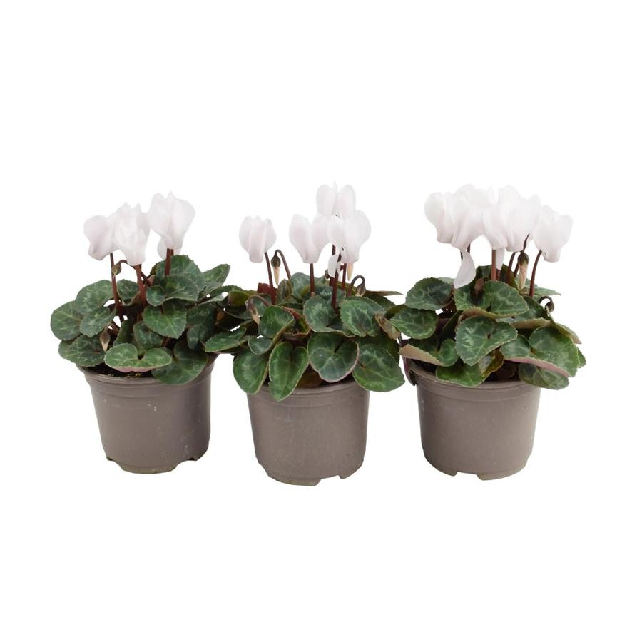 Cyclamen White 9cm Pot x 3 plants by post