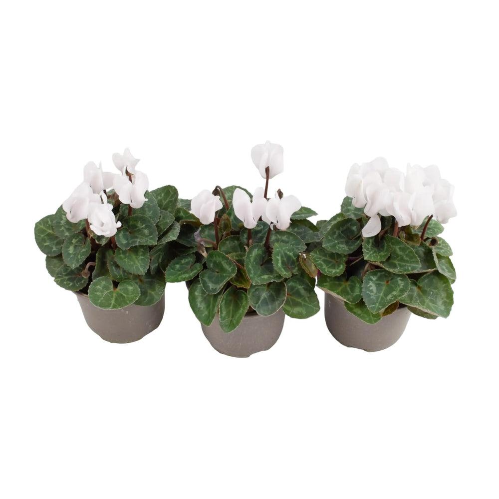 Cyclamen White 9cm Pot x 3 plants by post