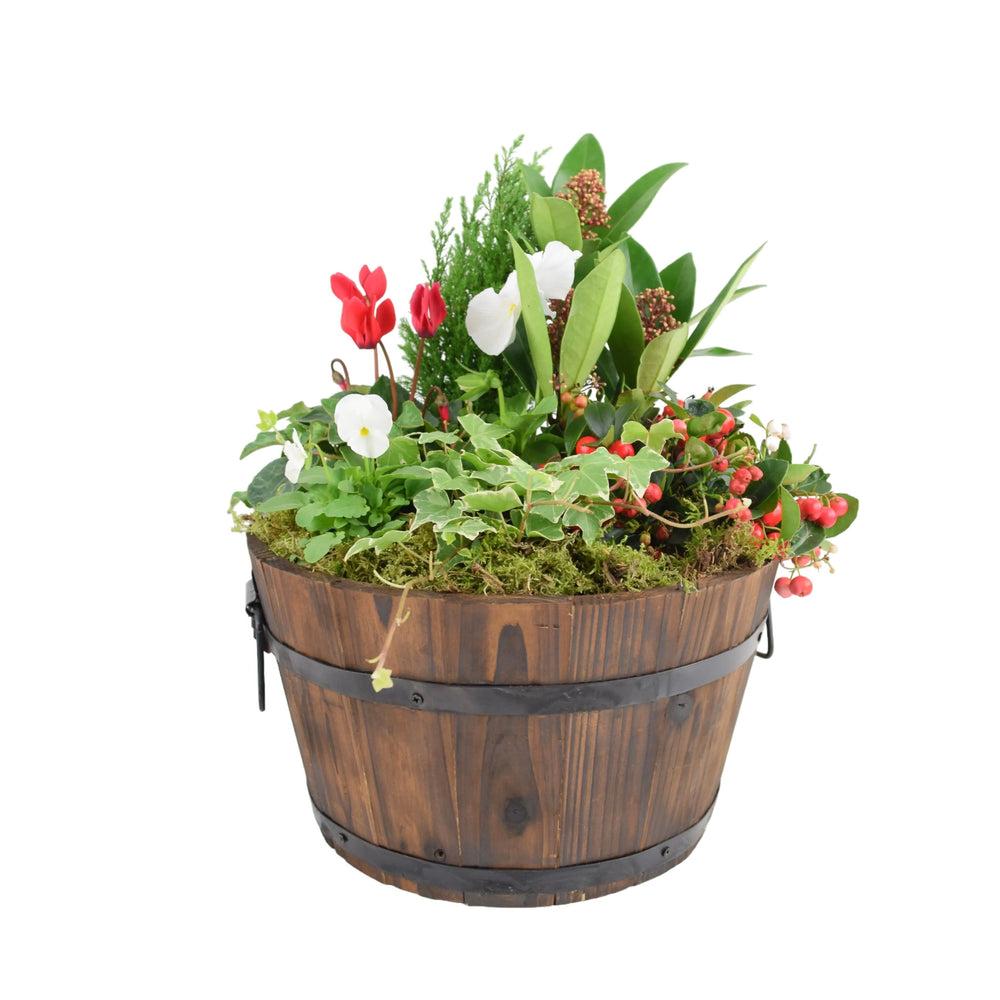 Festive Planted Wooden Barrel 30cm Plants By Post